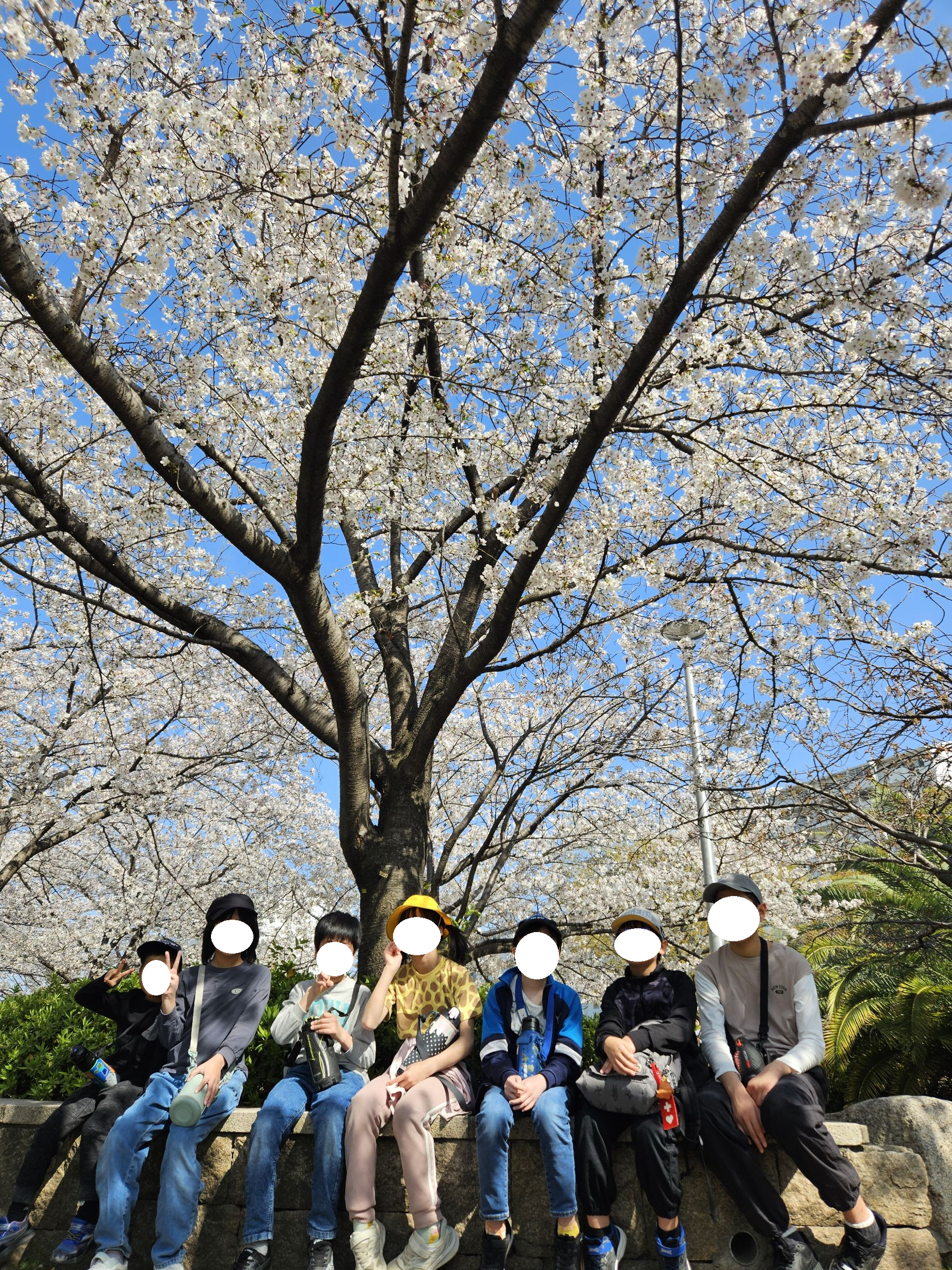 花見